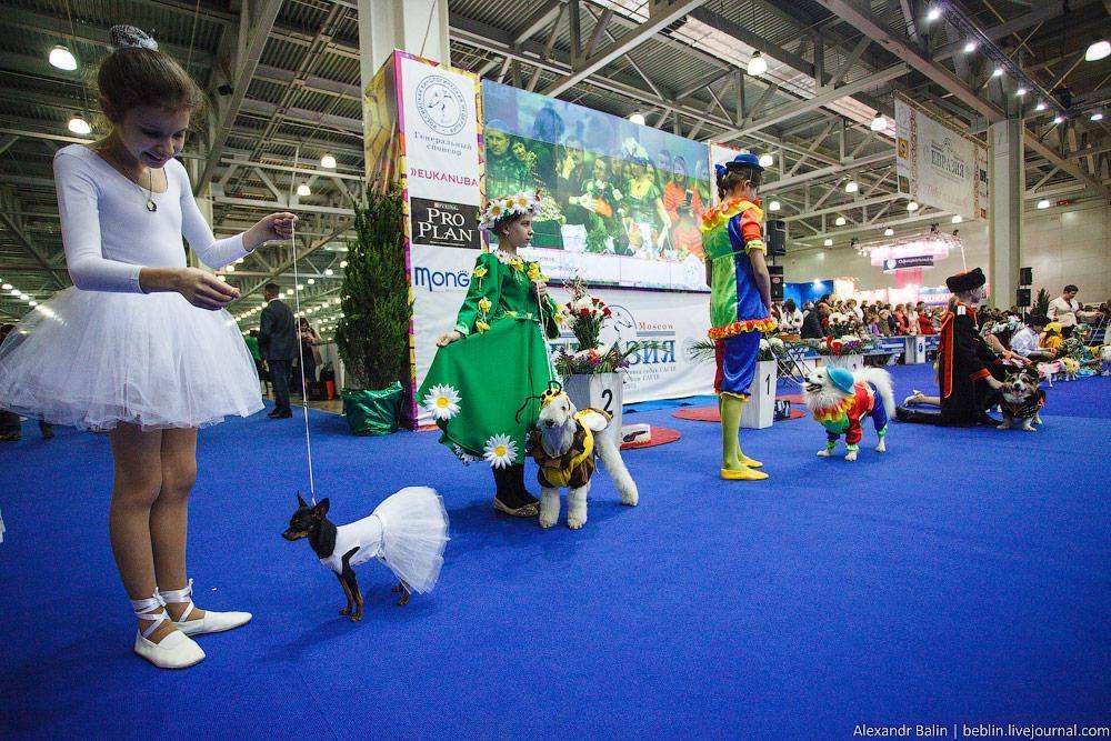 Выставки собак минск. Ленты на выставках собак. Конкурс костюмов на выставке собак. Выставки собак призы. Категории собак на выставках.