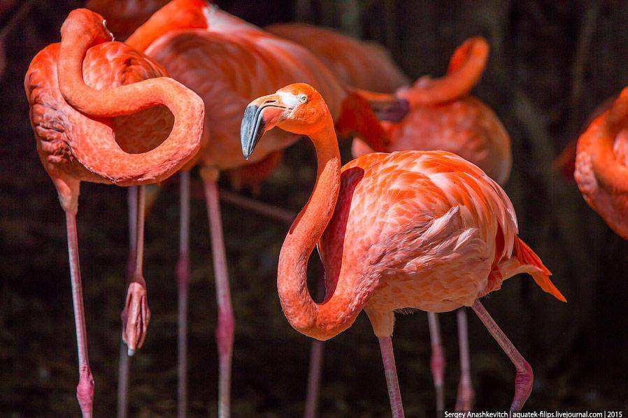 Фламинго в Доминикане