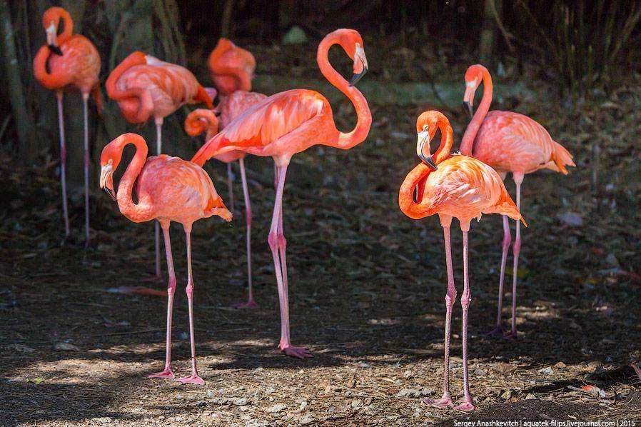 Фламинго в Доминикане