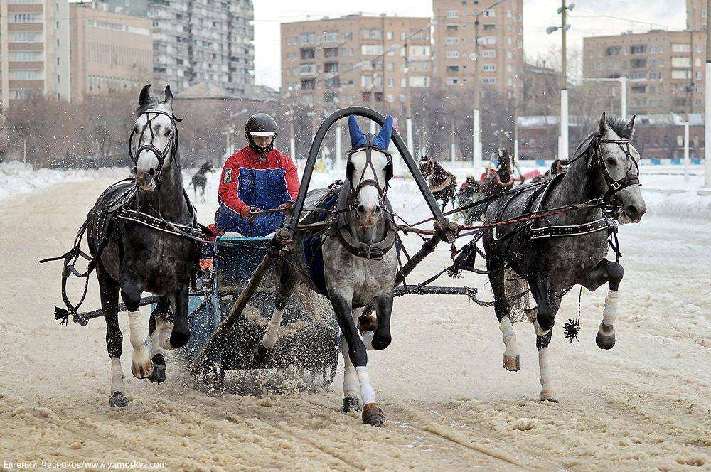 Тройка лошадей в Москве Собянин. Фонтан тройка лошадей в Москве. 1957 ЦМИ тройки. ЖК возле ипподрома Москва как тройка лошадей.