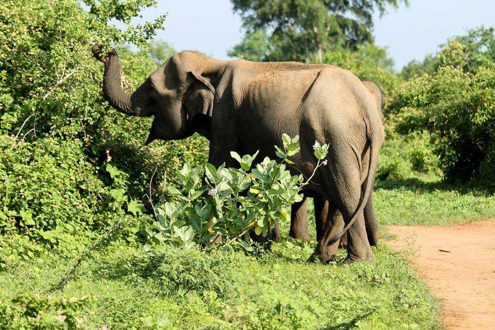 Удавалаве: дом слонов и павлинов