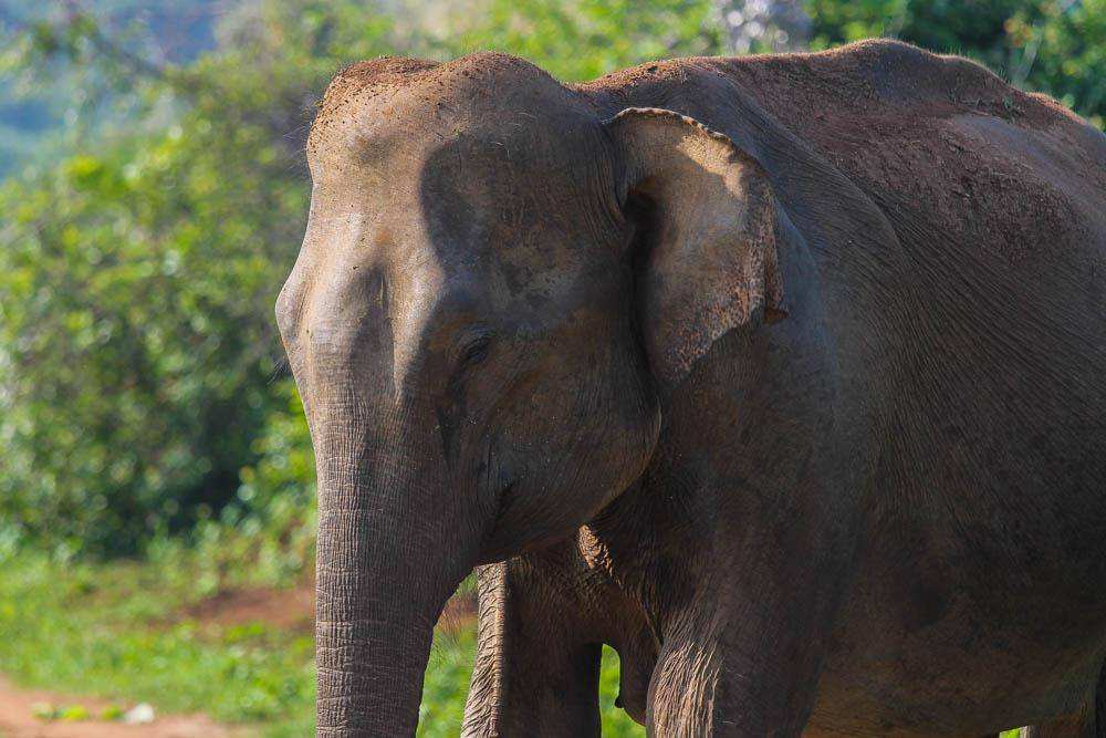 Удавалаве: дом слонов и павлинов