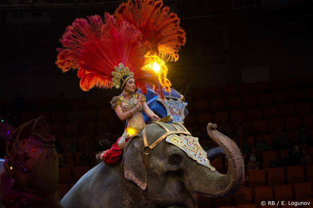 В Астрахани проходит Карнавал слонов