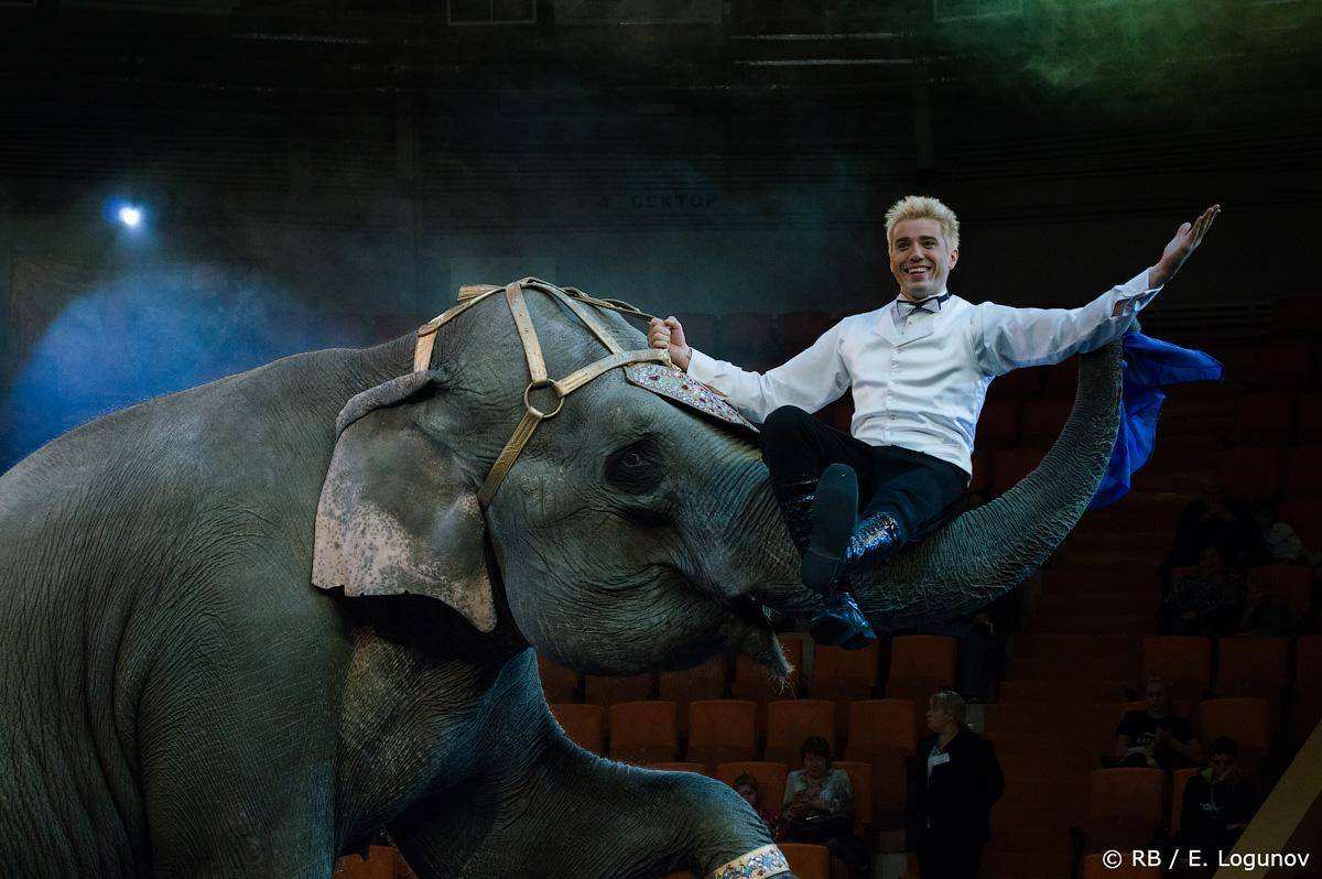 Цирк слонов билеты. Карнавал слонов цирк. Слон в цирке. Слоны на карнавале. Карнавал слонов в цирке в Астрахани.