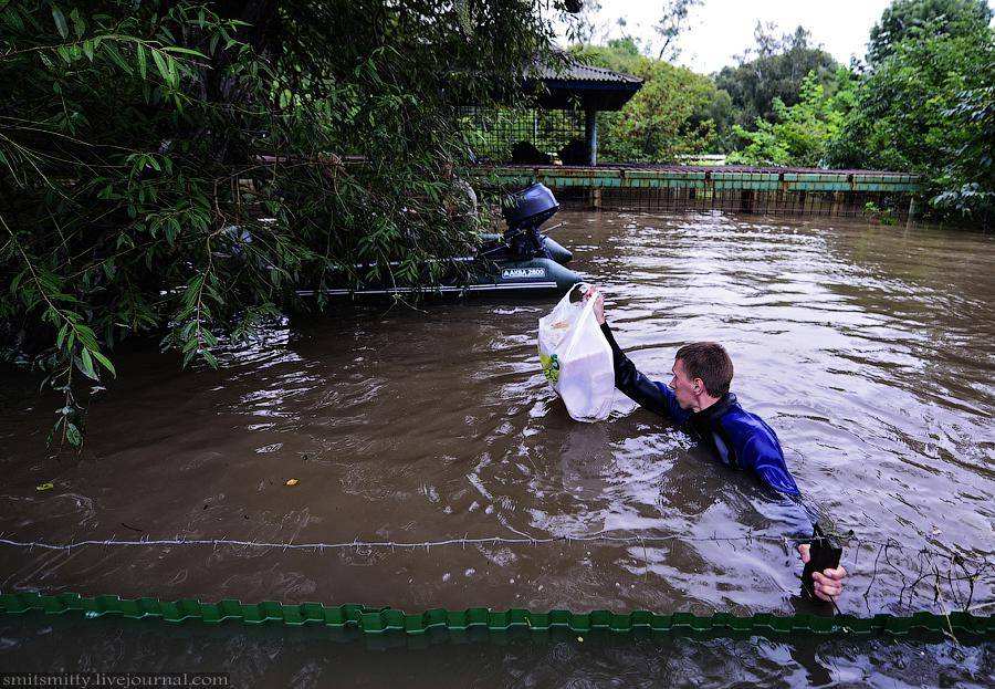 Затопленный зоопарк в Уссурийске