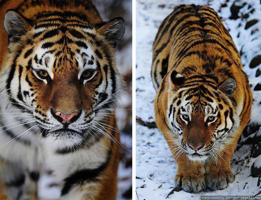 Названия видов тигров. Амурский и бенгальский тигр. Амурский тигр и бенгальский тигр отличия. Амурский тигр и обычный. Уссурийский тигр и Амурский тигр разница.