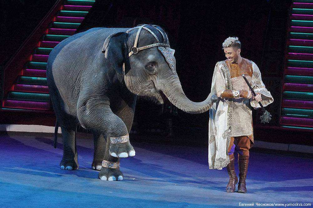 Девочка и слон цирк кисловодск. Цирк Никулина слоны. Цирк со слонами. Слоны в цирке. Дрессировщица слонов.