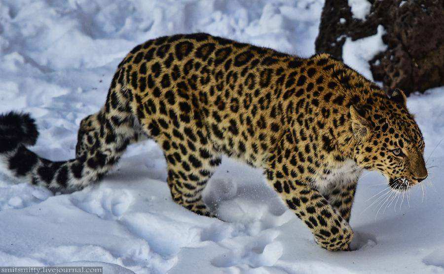 Дальневосточный леопард Leo M31