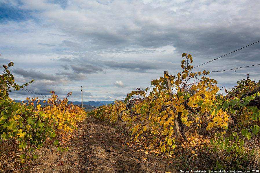 Осень на виноградниках Крыма
