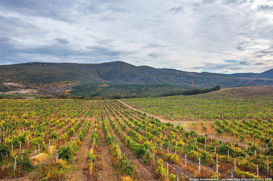 Осень на виноградниках Крыма