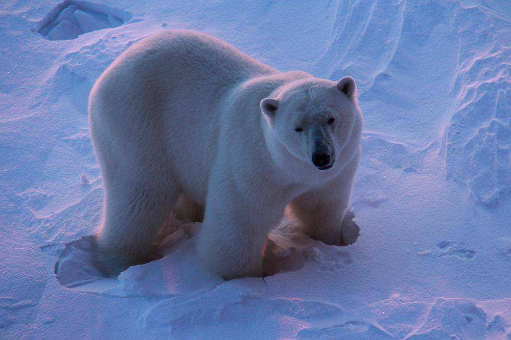 Животный мир Арктики