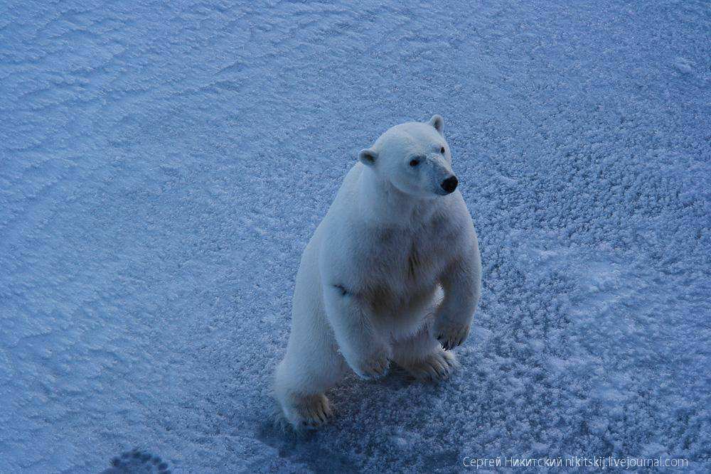 Животный мир Арктики