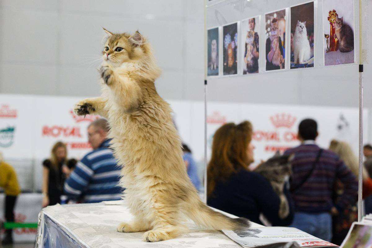 Крокус экспо выставка кошек. Выставка кошек. Коты на выставке. Выставка кошек Экспо. Выставочный кот.