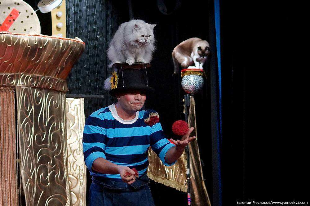 Куклачев театр кошек зал. Театр кошек Куклачева. Театр Юрия Куклачева.
