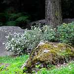 Традиционное японское чайное действо