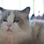 Выставка кошен на ВВЦ