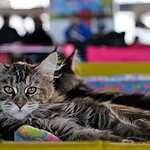 Выставка кошен на ВВЦ