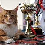 Выставка кошен на ВВЦ