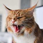 Выставка кошен на ВВЦ