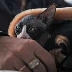 Выставка кошен на ВВЦ