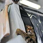 Выставка кошен на ВВЦ