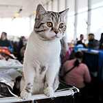 Выставка кошен на ВВЦ