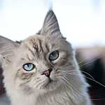 Выставка кошен на ВВЦ