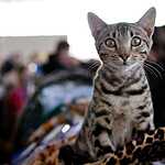 Выставка кошен на ВВЦ