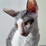 Выставка кошен на ВВЦ