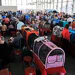 Выставка кошен на ВВЦ