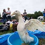 Red Bull Flugtag 2013
