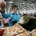 Гран-при Royal Canin