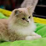 Гран-при Royal Canin