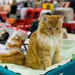 Гран-при Royal Canin