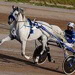 Скачки на приз Президента РФ прошли в Москве