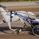 Скачки на приз Президента РФ прошли в Москве