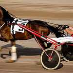 Скачки на приз Президента РФ прошли в Москве