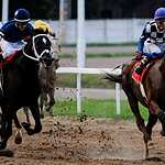 Скачки на приз Президента РФ прошли в Москве