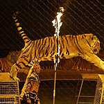 «Страшная сила» Запашных в «Лужниках»