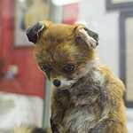 Упоротый лис посетил Москву