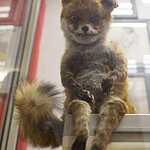 Упоротый лис посетил Москву