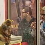 Упоротый лис посетил Москву