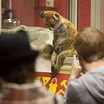 Упоротый лис посетил Москву