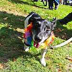 У посольства России в Гааге прошла акция протеста в поддержку активистов организации Greenpeace