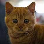  На ВВЦ прошла выставка кошек «Цветок сакуры»