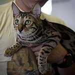  На ВВЦ прошла выставка кошек «Цветок сакуры»