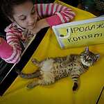  На ВВЦ прошла выставка кошек «Цветок сакуры»