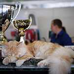  На ВВЦ прошла выставка кошек «Цветок сакуры»