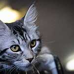  На ВВЦ прошла выставка кошек «Цветок сакуры»