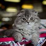  На ВВЦ прошла выставка кошек «Цветок сакуры»